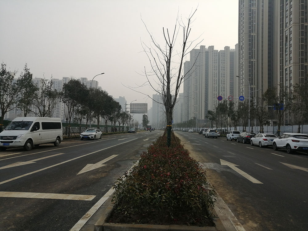 特事特辦、創(chuàng  )造速度奇跡 --洛達路（中原路-穎河路）綠化工程完工